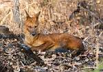 male Dhole2